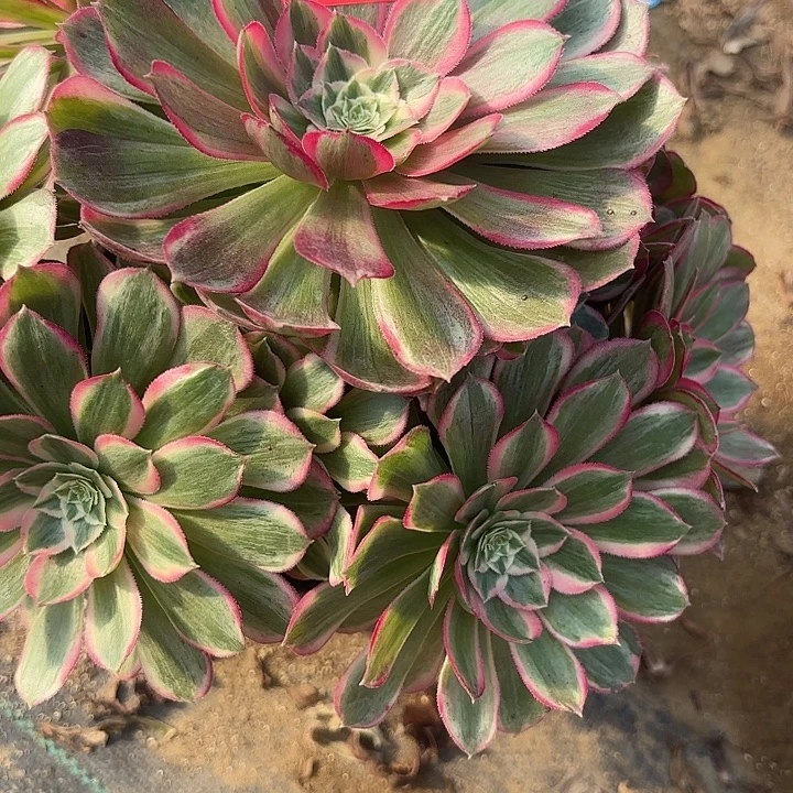 小***俞孔雀翎多肉法师不包损29