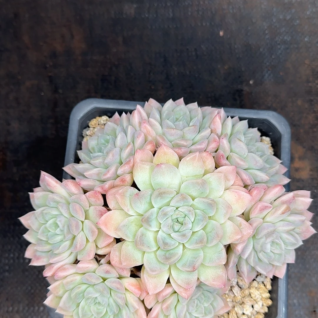 奶油夫人多肉植物炸