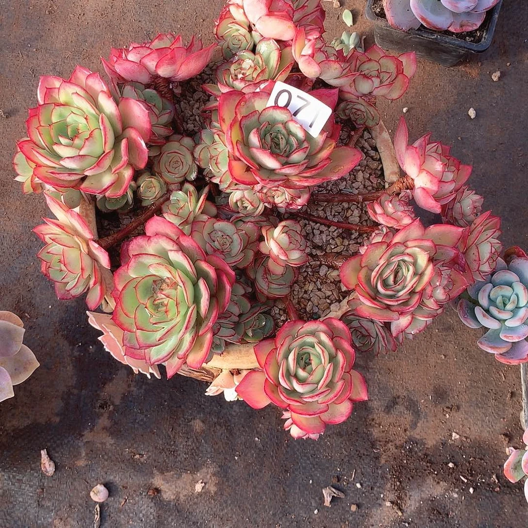 071牡丹亭 一物一拍多肉