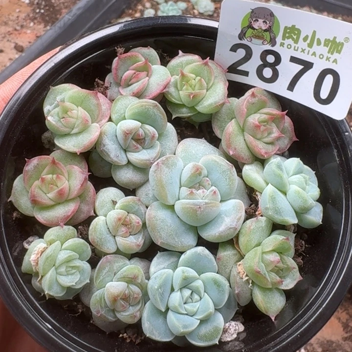 多肉植物多肉植物
