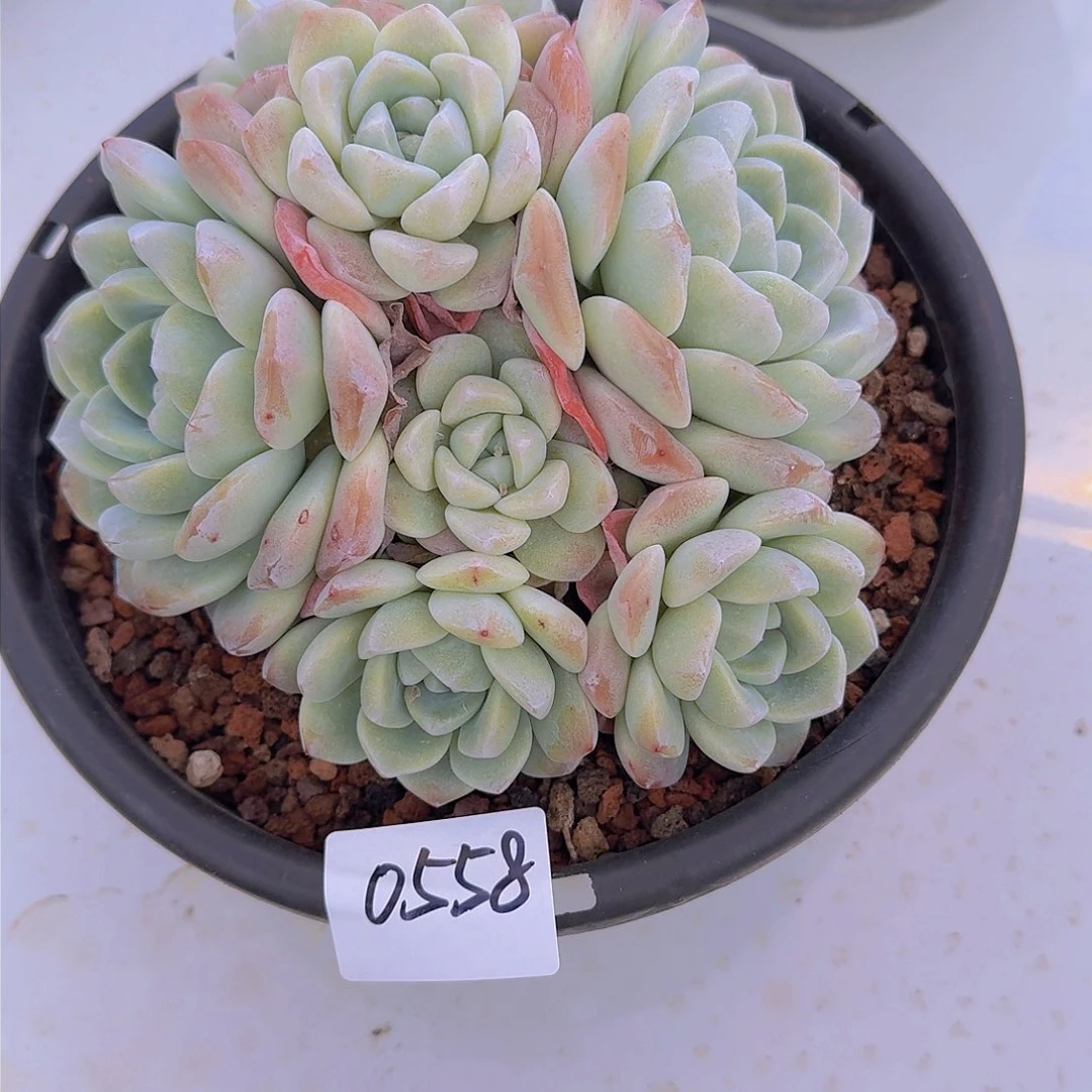 水*茫0558冰玉多肉植物