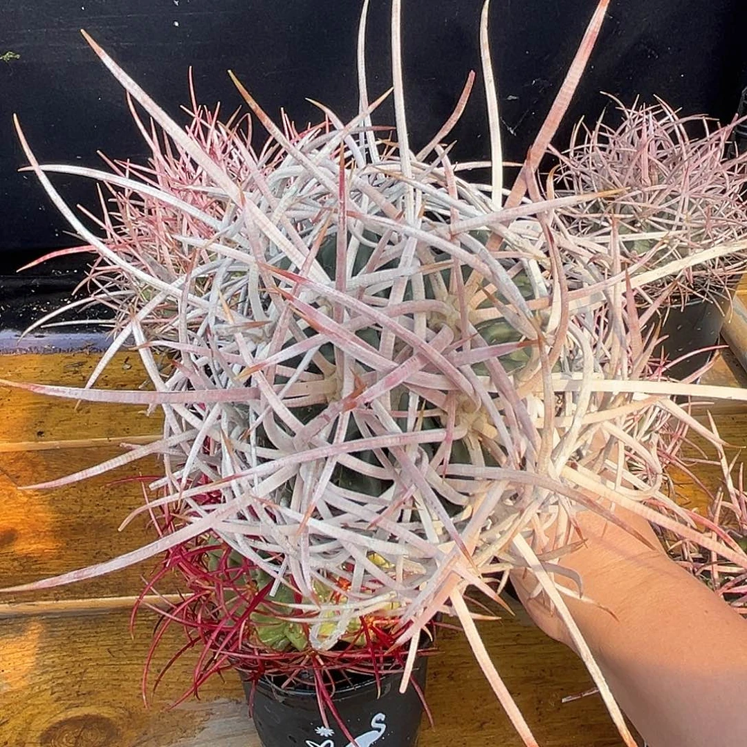 超长刺又宽大龙冠，潮流植物