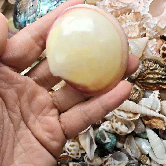 石材天然海螺贝壳