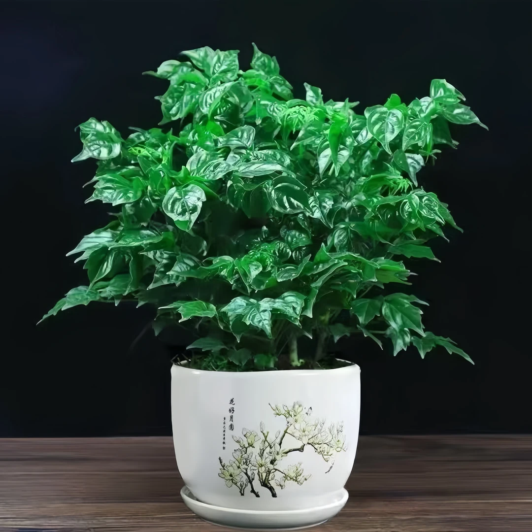 绿植幸福树盆栽平安室内客厅甲醛办公室净化空气四季青水土培植物