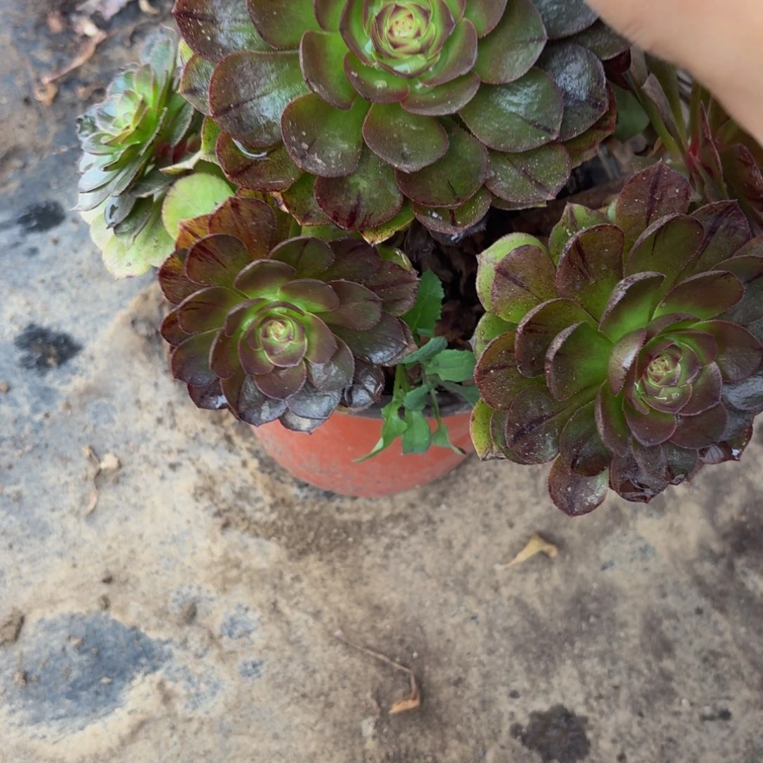 293多肉植物捧花的