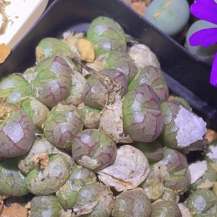 48889888898888888888