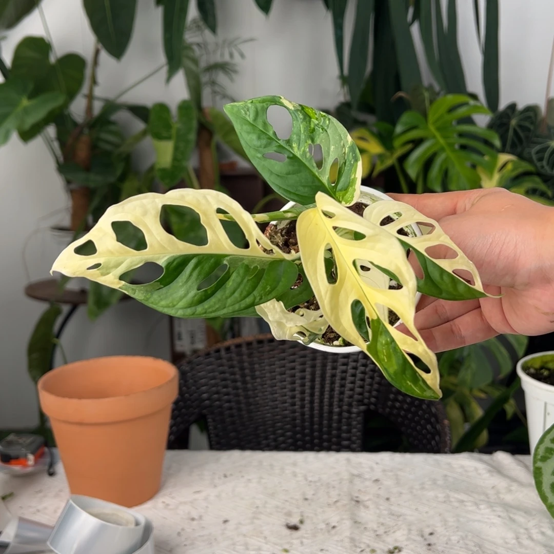 完全开放日本仙洞锦