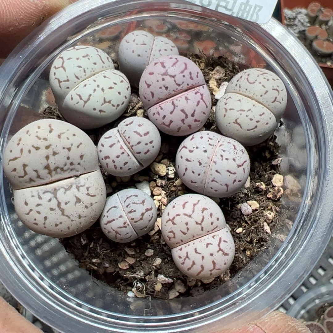 【闪购商品】 501.