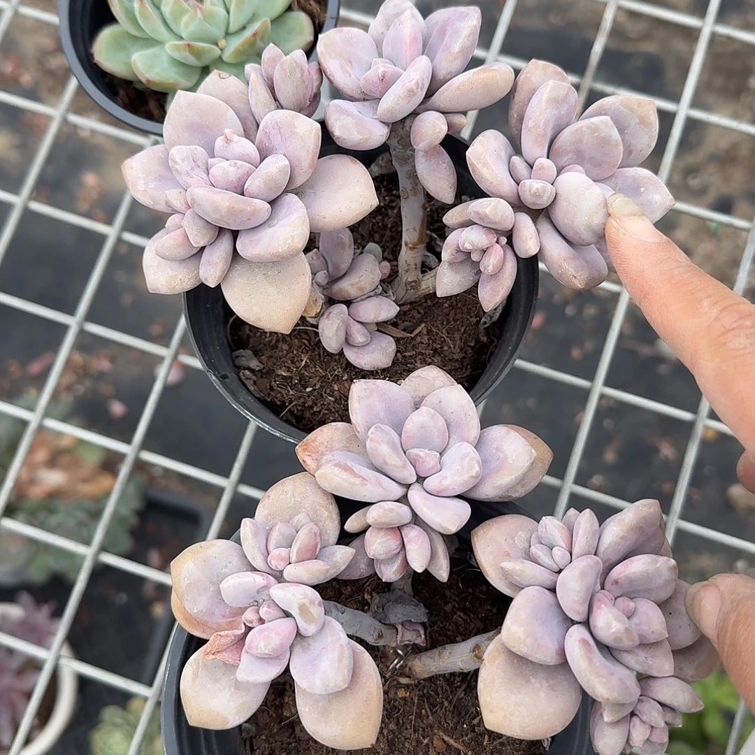 桃爽多肉植物精品