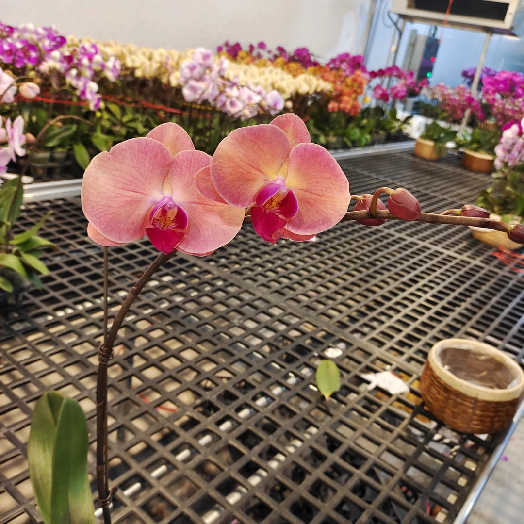 蝴蝶兰【欣欣向荣】广东源头基地直发带花带花苞发货绿植