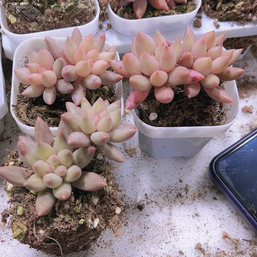 双头红蜻蜓19包邮