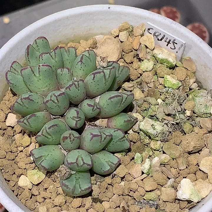 精品多肉植物精品多肉