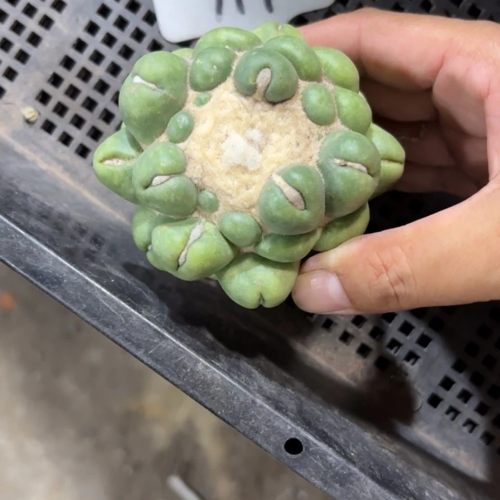 给***耶119无刺象牙有根皮实