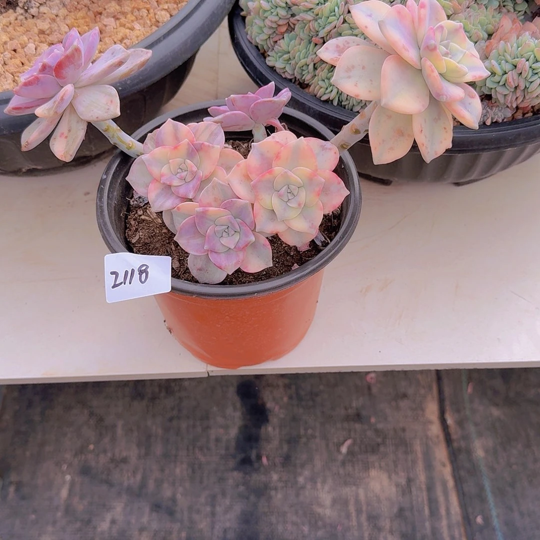 2118紫乐锦多肉植物