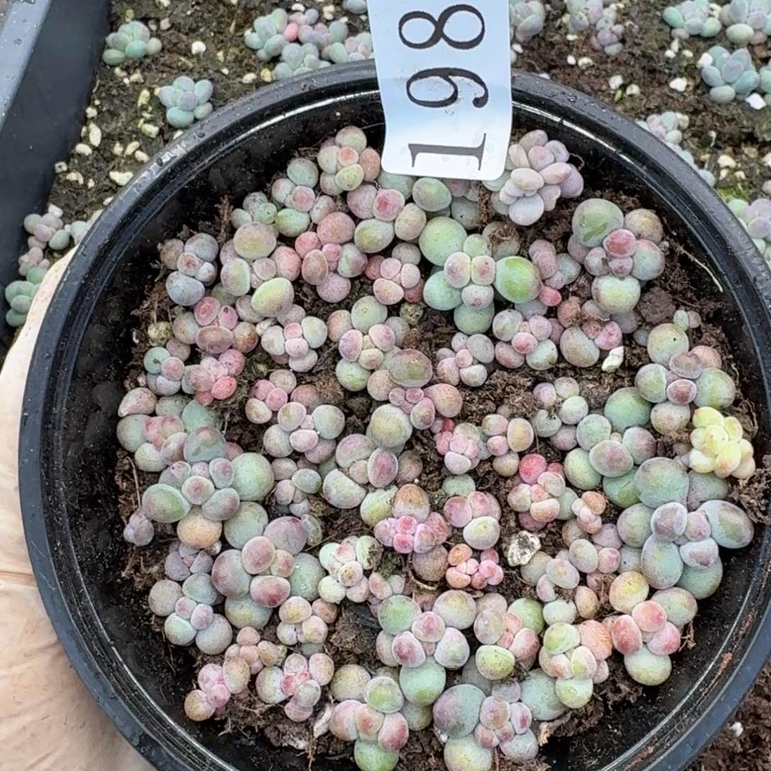 多肉植物多肉植物198