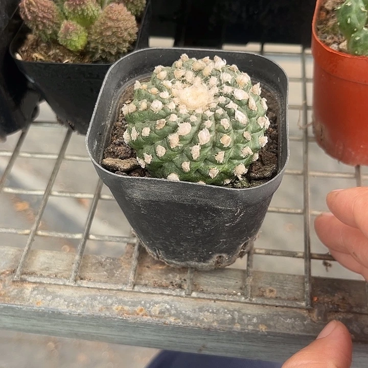 我也不知道我为什么要这样