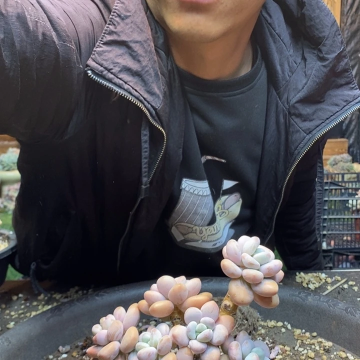 黄****688 号洛神多肉植物