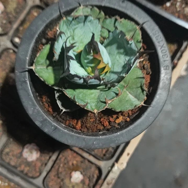蓝肌精品龙舌兰小苗