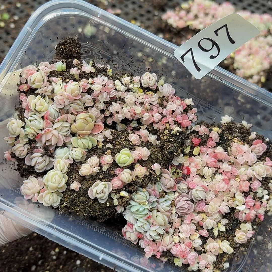 多肉植物多肉植物797