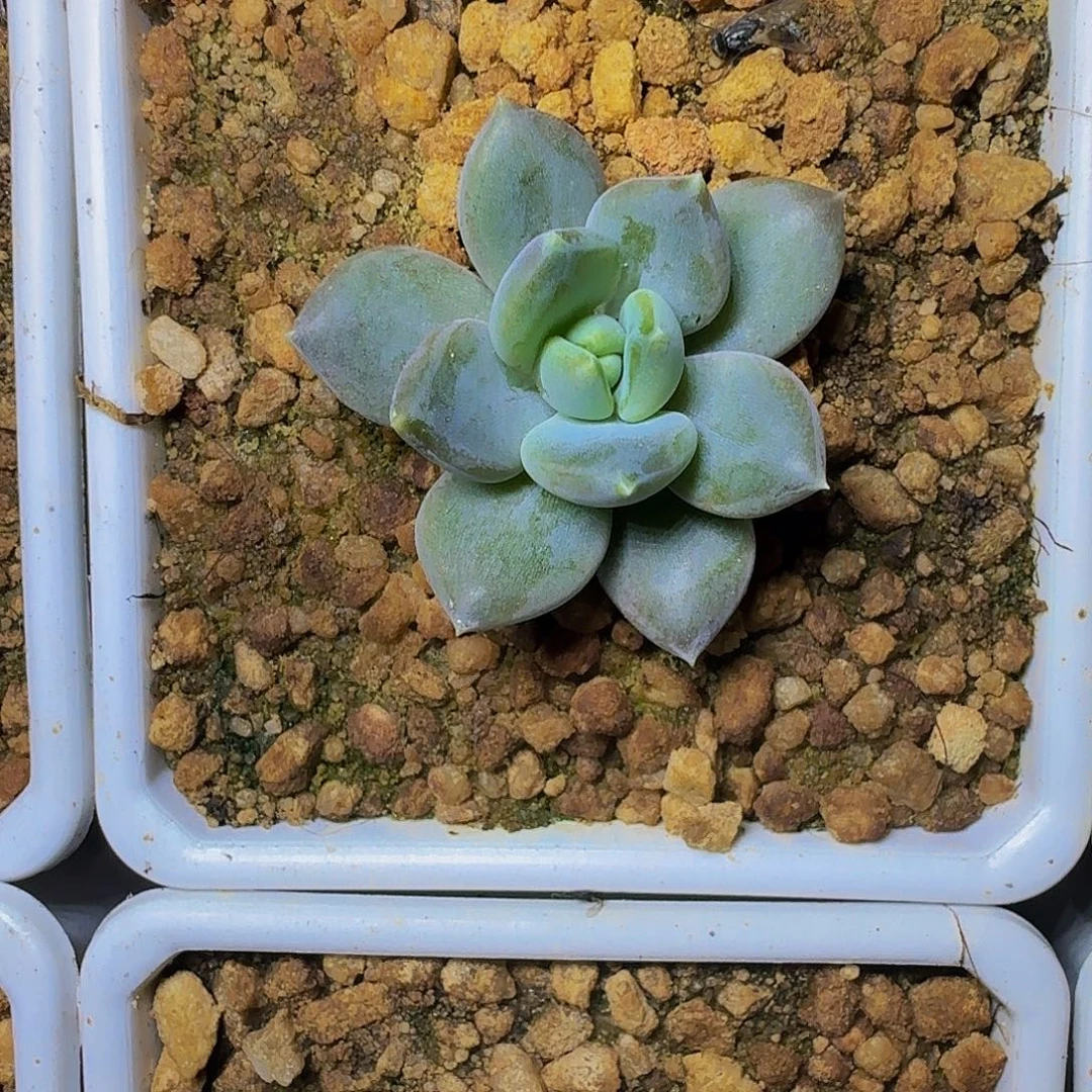 邀月仙子 单头 一物一拍