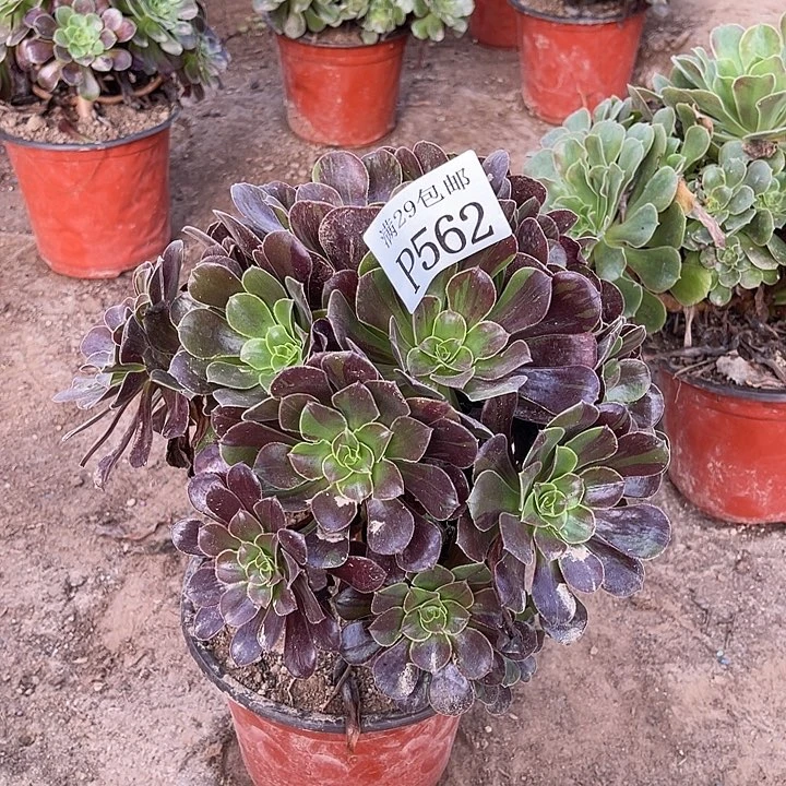 562欧若拉多肉植物