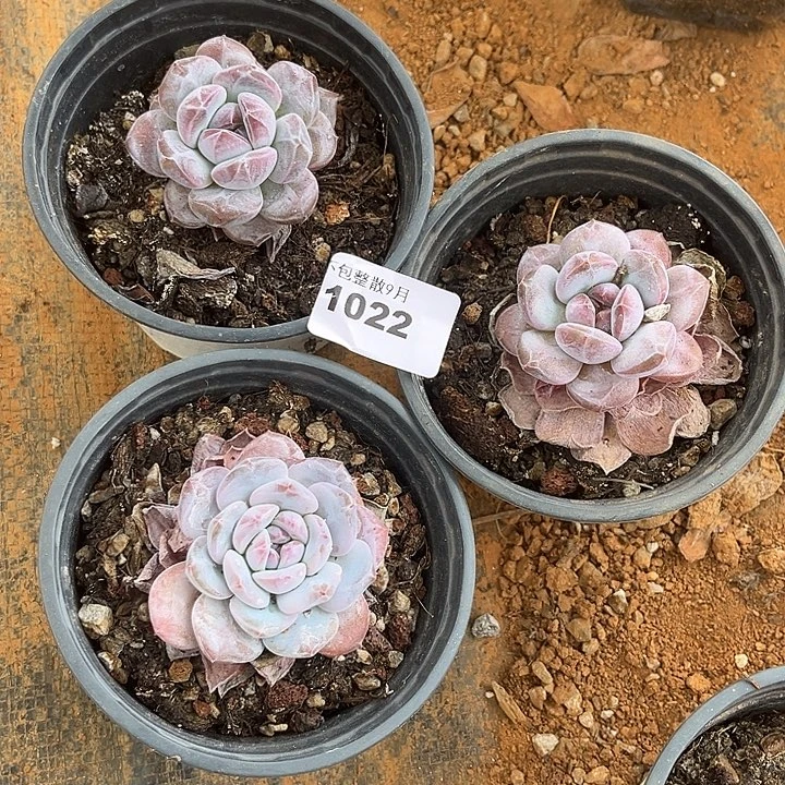 阿雅园艺。       1022星影