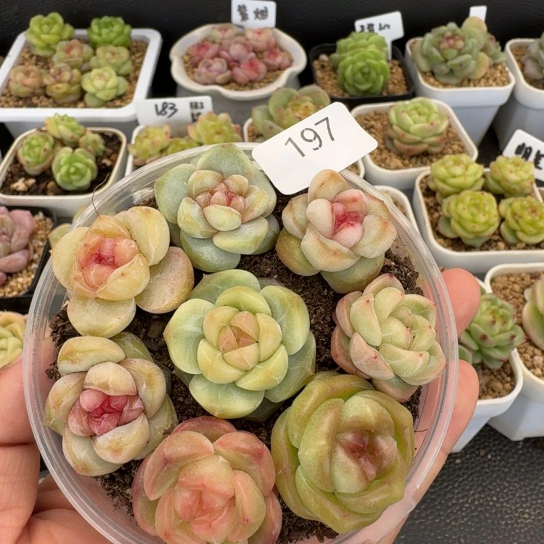 一物一拍一盒420-197