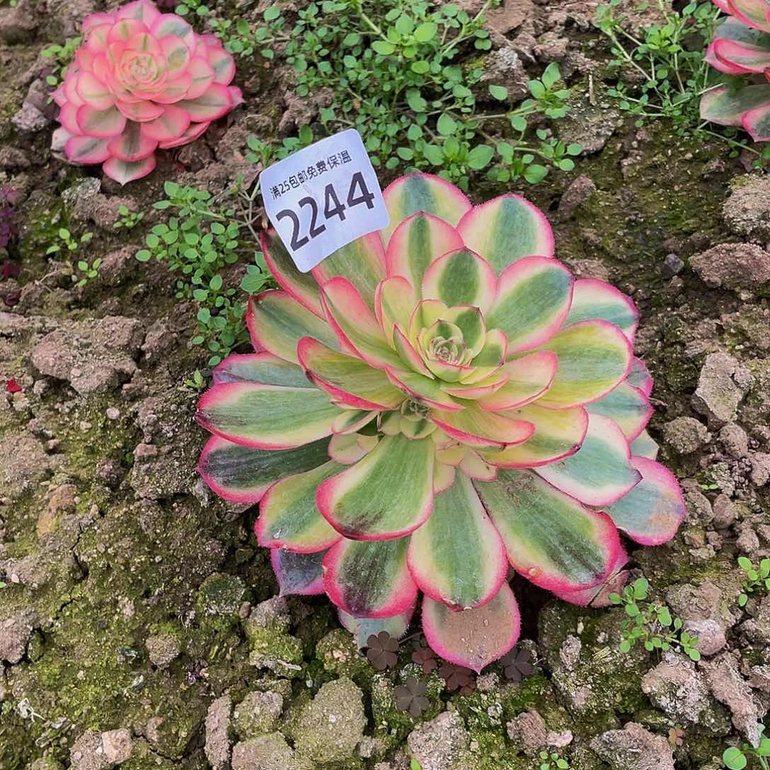 2244荔枝多肉植物