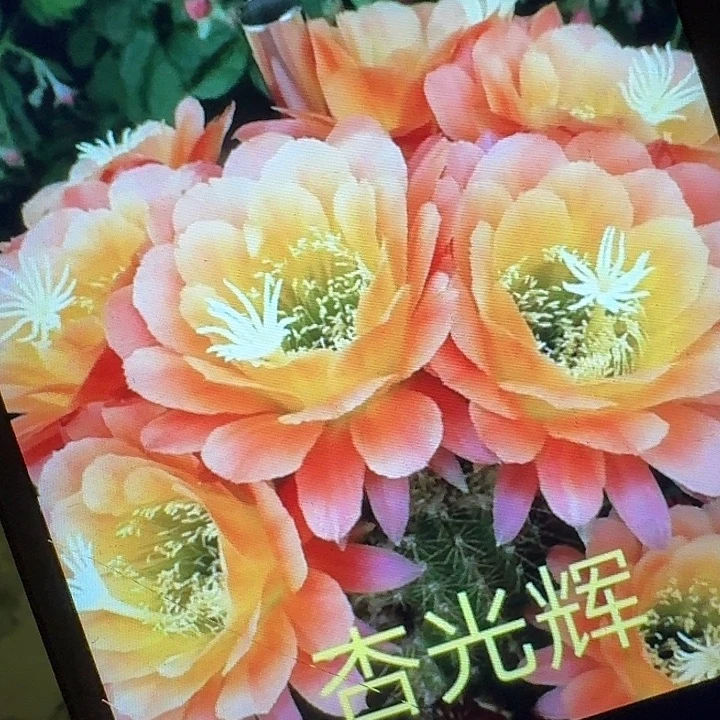 杏光辉侧芽5公分毛花柱仙人球（20包邮