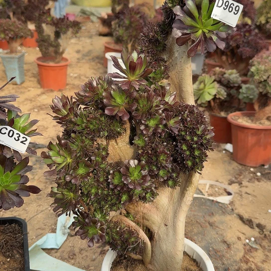 969黑法师朵朵有伤一颗呀呀