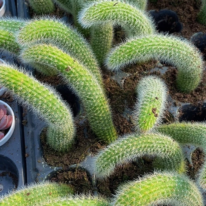 九尾狐1元带土发货