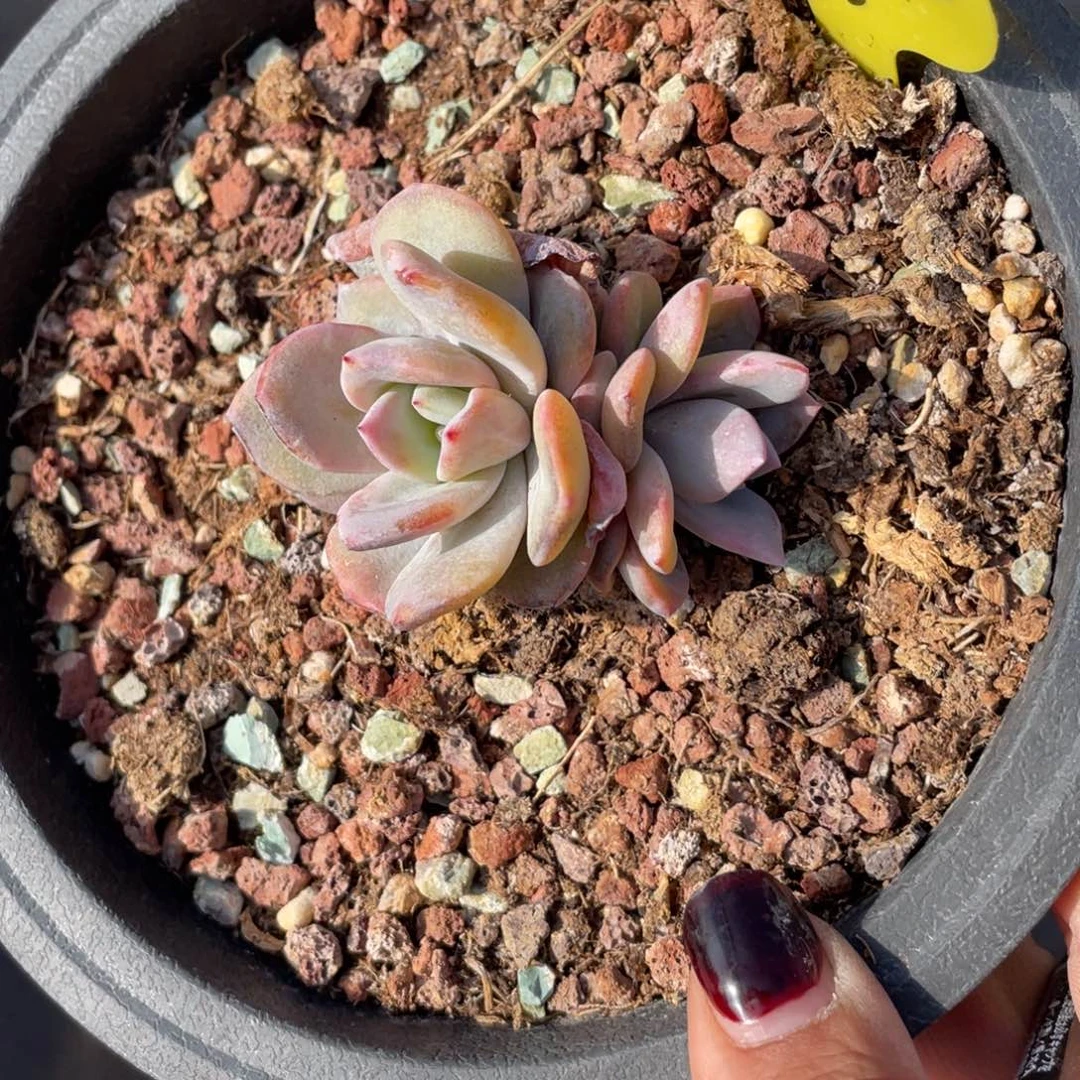 大****主奶茶双头尺寸不大八公分20多肉