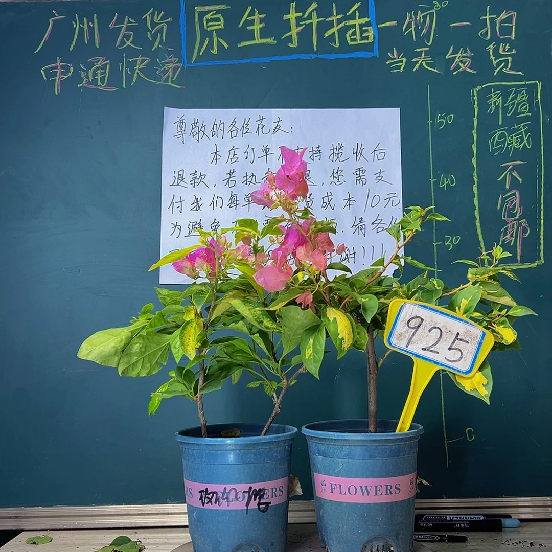 当前无花栽培后可以开花双杆 斑红樱 金心橙白925