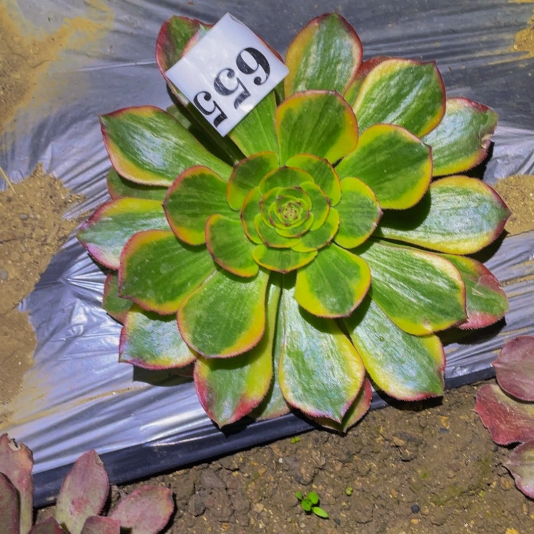 万圣节七彩黄锦655多肉植物655