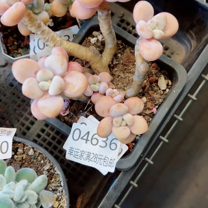 幸运的是我还没遇到过这样