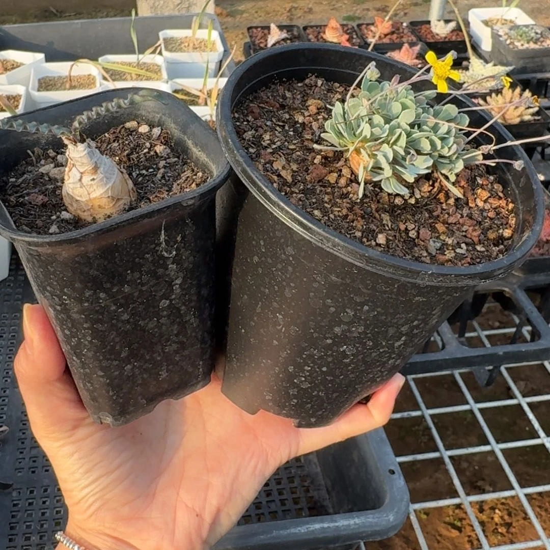 波叶血莲格加厚敦菊一物一拍