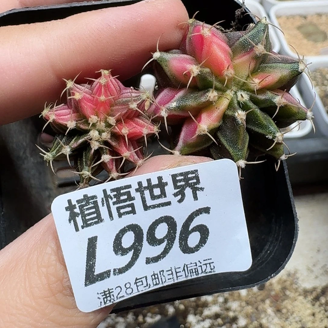 多肉植物的润泽fgv