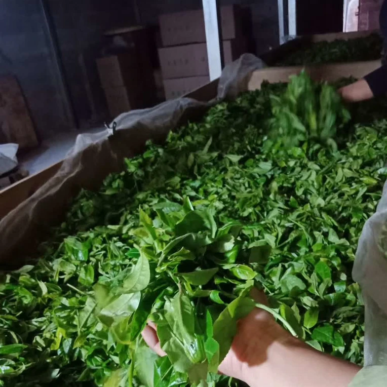 古树晒红(坝糯藤条茶青)250克半斤原料是底气工艺是自信散茶品鉴