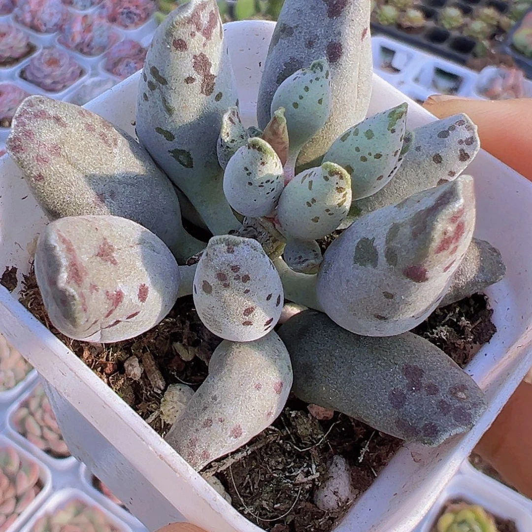 海豹19包邮多肉植物
