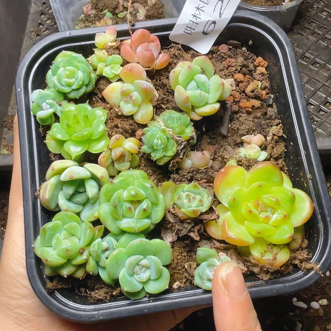 多肉植物多肉植物621