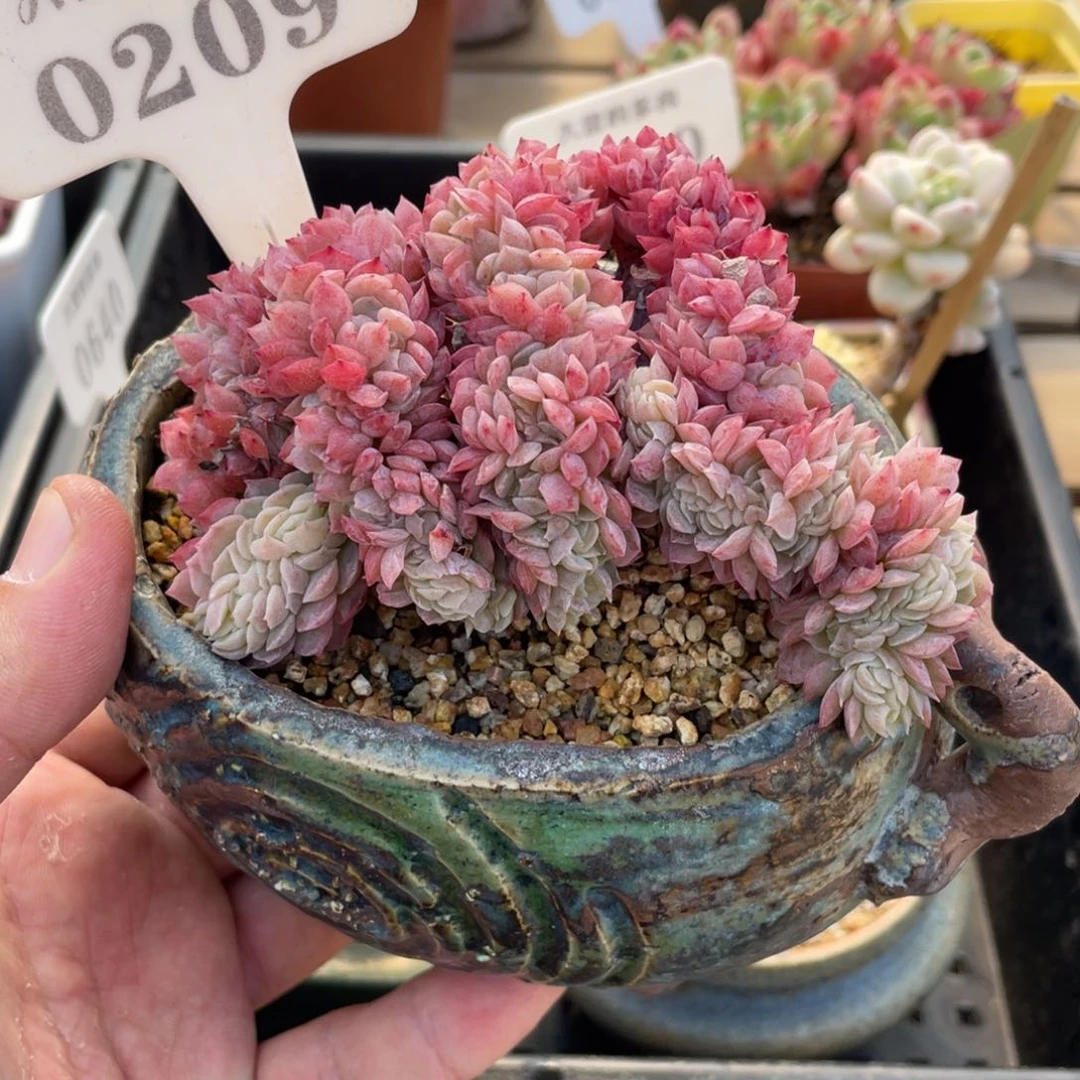 0209贝瑞缀不带盆10厘米
