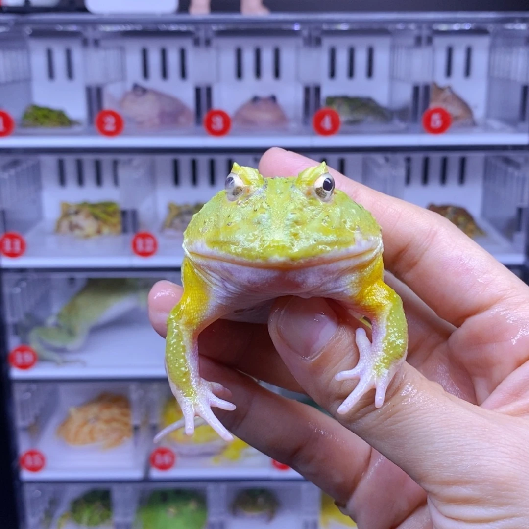 角蛙角蛙3-10cm闪购专享链接