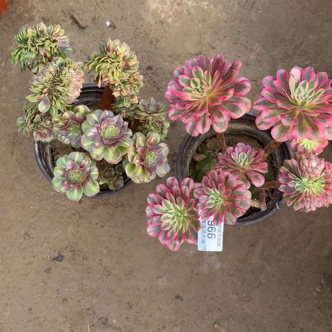 966两棵多肉植物法师多肉