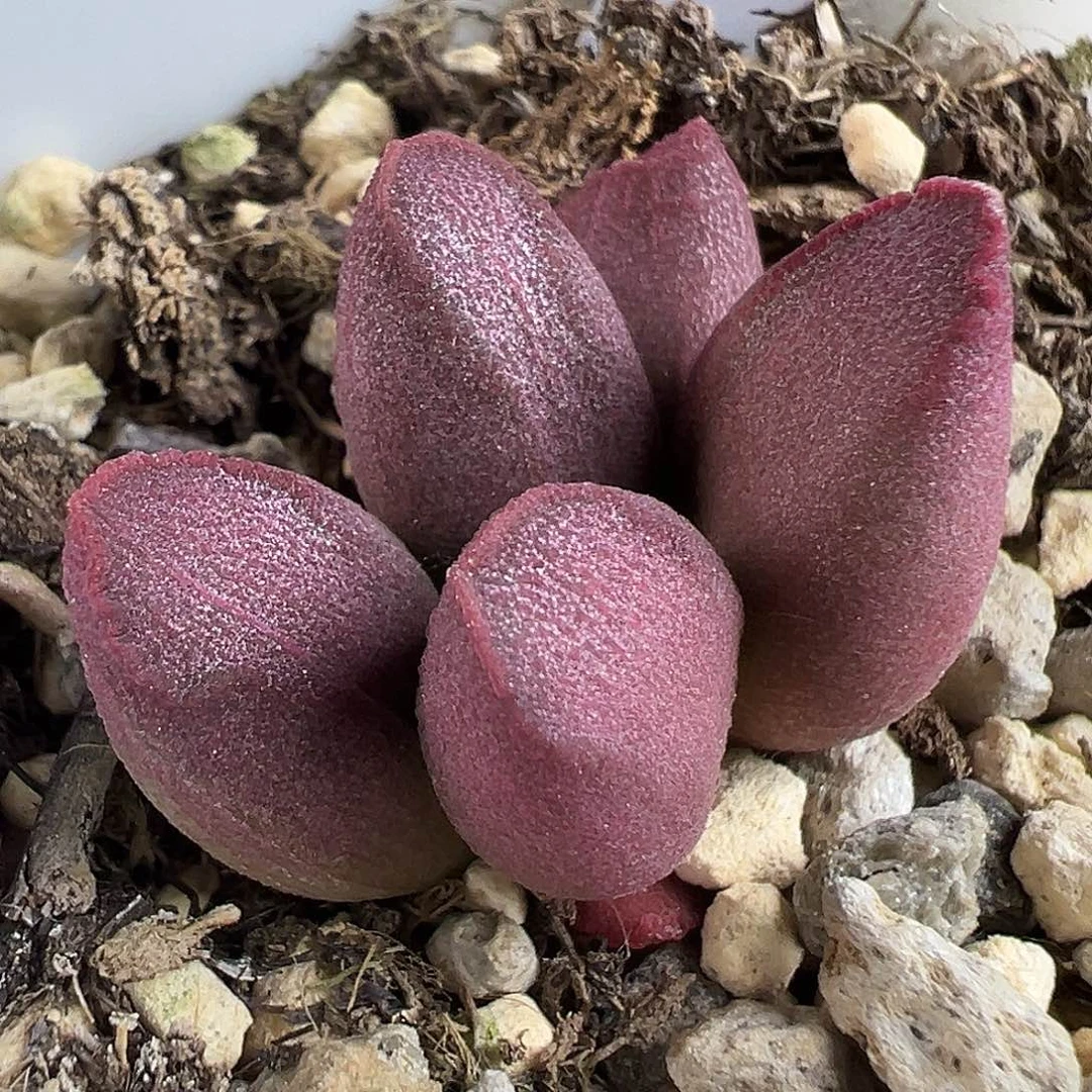 首单开播福利多肉水泡植物