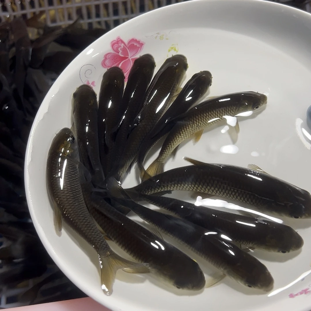 明***风草鱼9 －1 3公分4斤