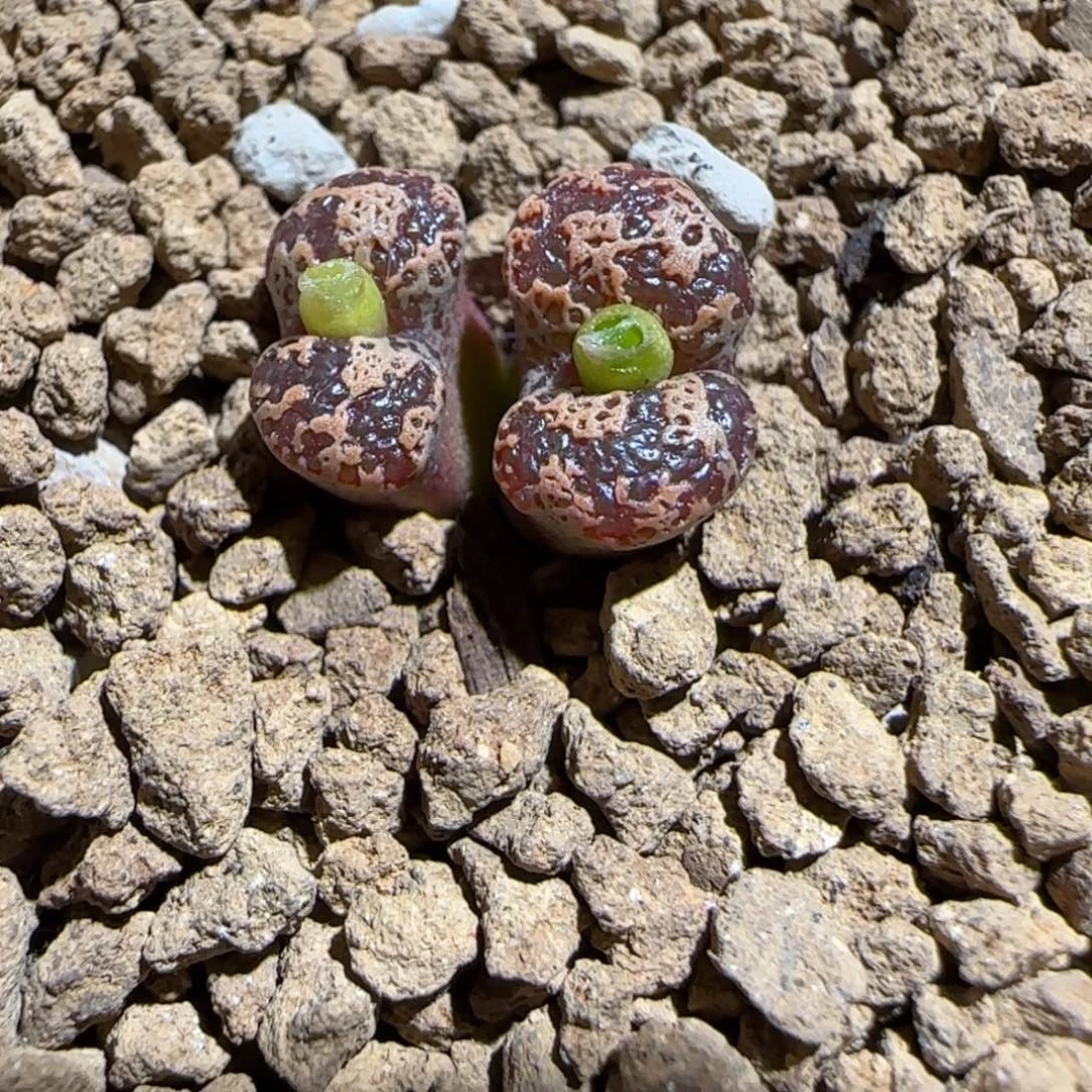 肉锥多肉植物组合-mro15、1201