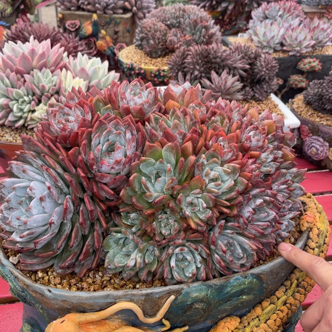 手***前多肉橙子带盆111漂亮