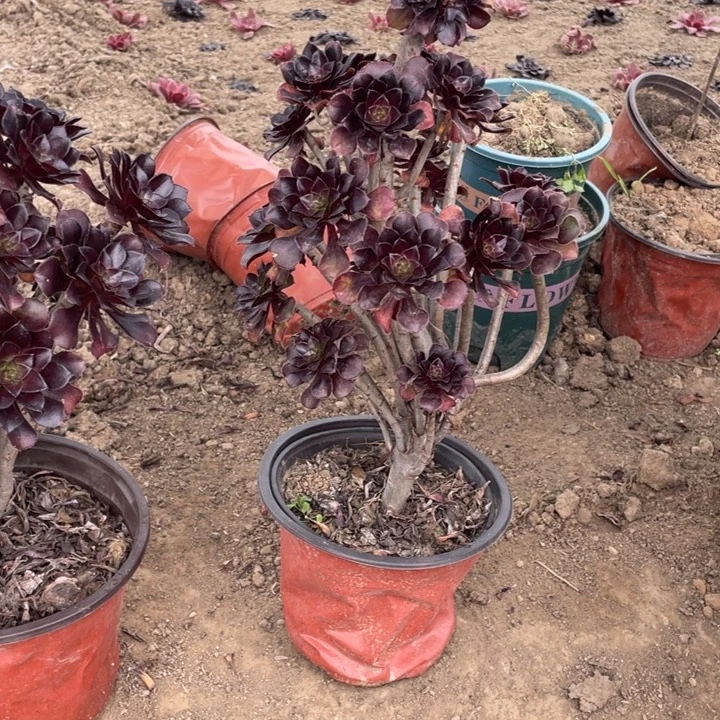 90黑法师有断枝多肉植物