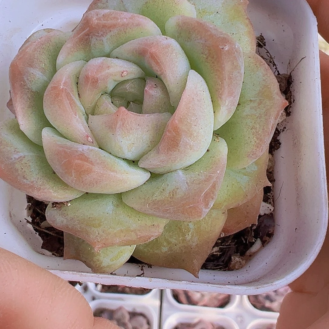 单头白幻梦19包邮多肉植物