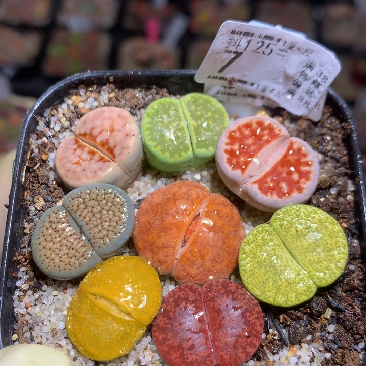 精品生石花125.7